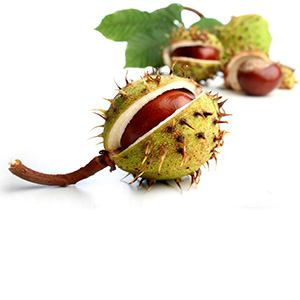 Horse Chestnut Herbasol® Extract PG, unpreserved, system 3